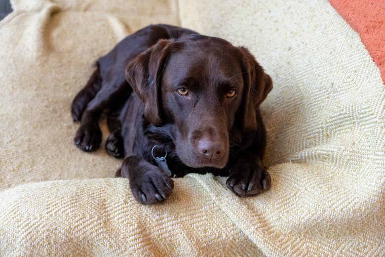 Labrador idoso descansando em sua cama antes de se levantar pela manhã