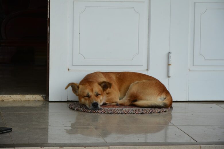 Cachorro idoso descansando próximo à porta de casa em ambiente tranquilo