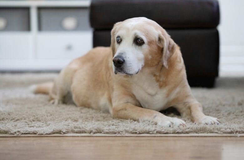 Labrador idoso descansando em casa em ambiente confortável