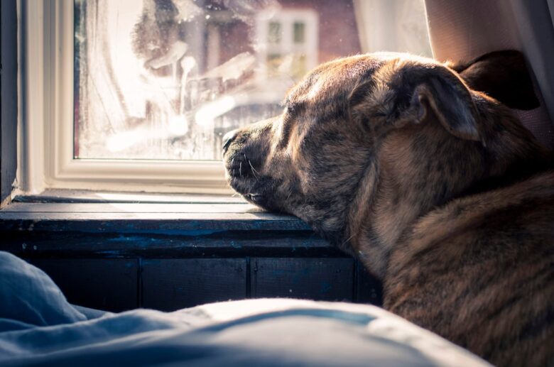 Labrador idoso descansando perto da janela em ambiente aquecido durante dia frio