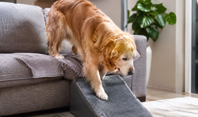 Golden Retriever idoso descendo do sofá com apoio antiderrapante