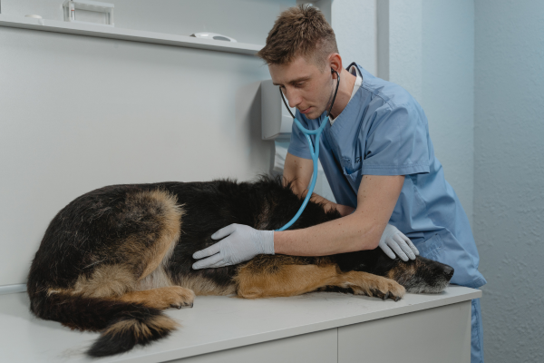 Cachorro idoso sendo examinado por veterinário após uma queda