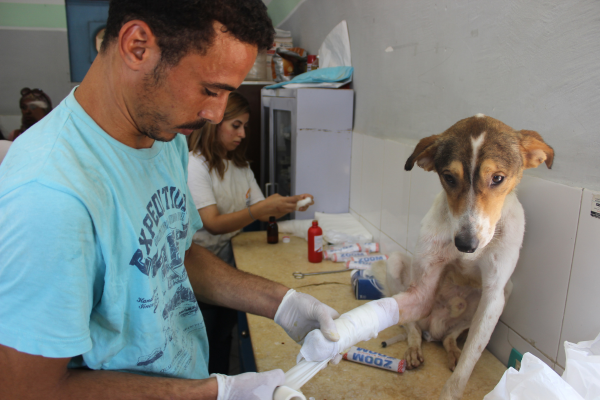 Cachorro idoso de grande porte recebendo cuidados em casa