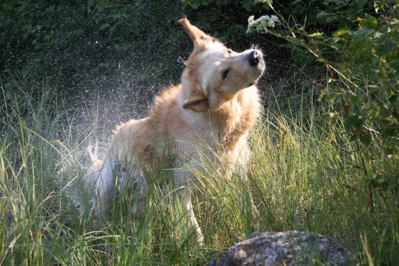 Golden Retriever molhado durante rotina de banho com atenção ao piso antiderrapante