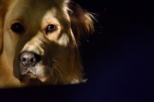 Golden Retriever em ambiente interno com iluminação para circulação noturna segura