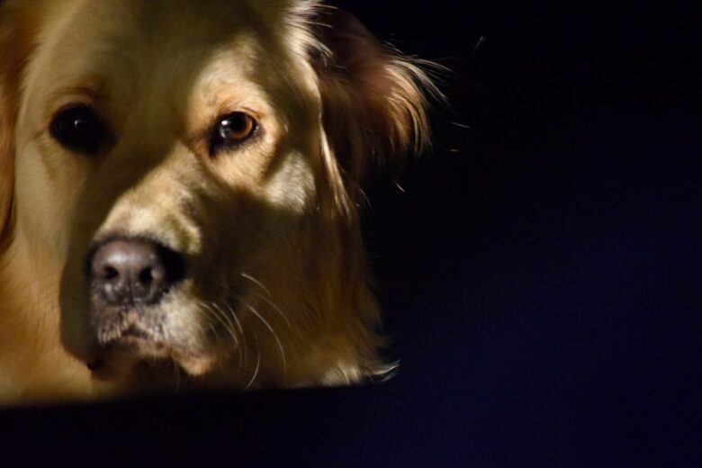 Golden Retriever em ambiente interno com iluminação para circulação noturna segura
