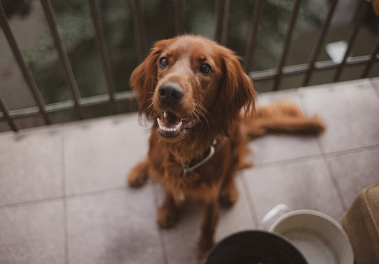 Golden Retriever em piso de cozinha próximo à área do bebedouro
