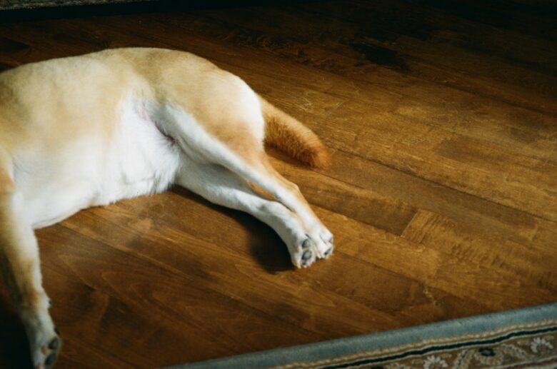 Labrador idoso próximo à cama em piso laminado durante manhã fria