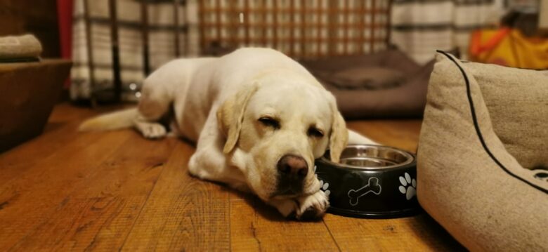 Labrador em piso de madeira próximo ao espaço de alimentação em casa