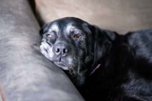 Rottweiler adulto idoso descansando em casa próximo à área de repouso