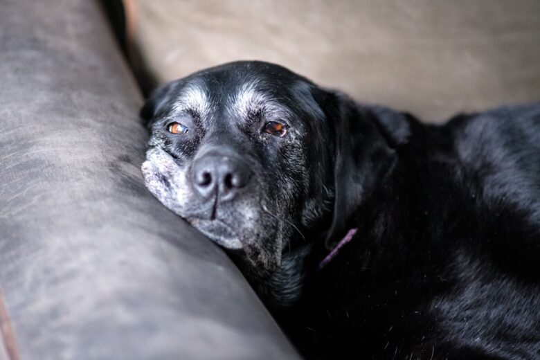 Rottweiler adulto idoso descansando em casa próximo à área de repouso