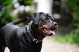 Rottweiler em ambiente interno aguardando antes de seguir pelo corredor